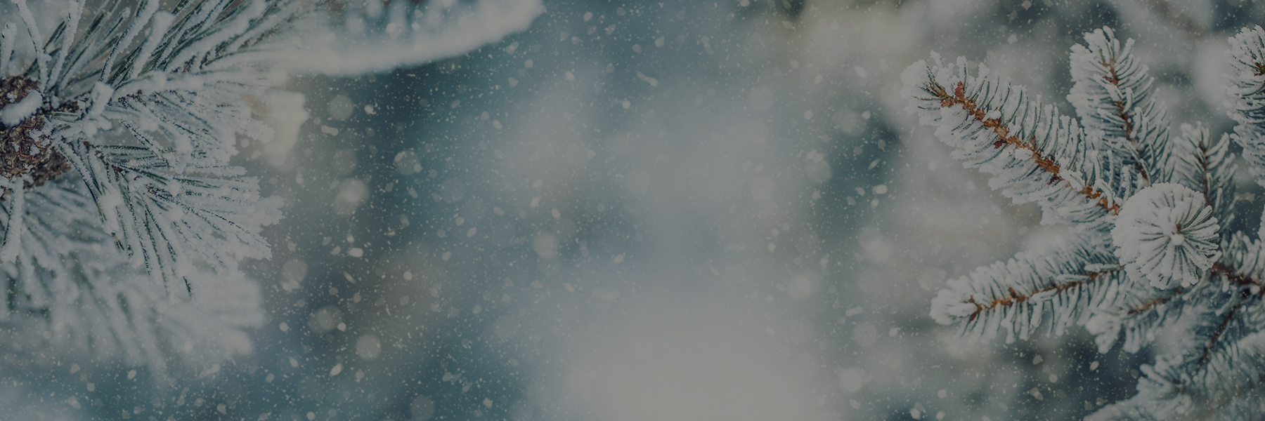 Coniferous tress blurred with snowflakes falling